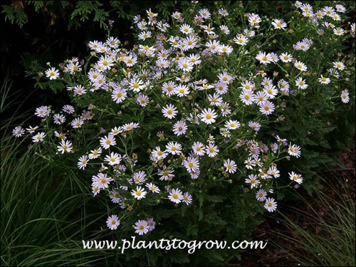 Blue Star looks a lot like an Aster. (September 17)